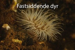 Søanemone