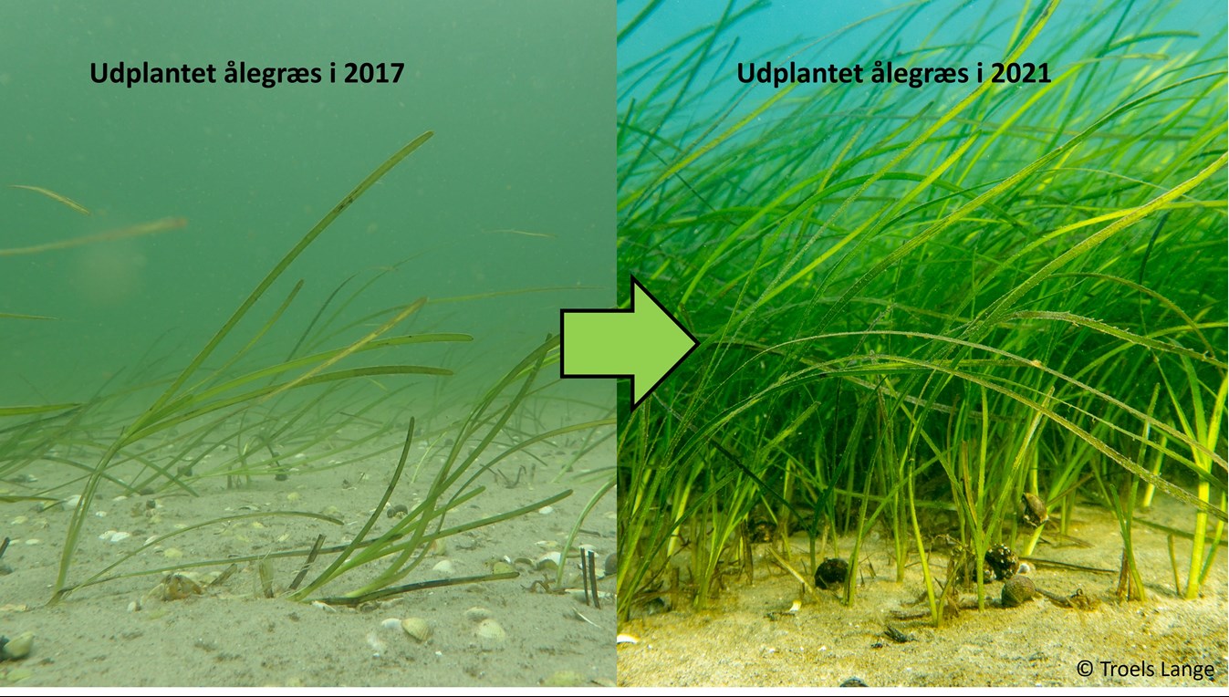 Ålegræs før og efter udplantning