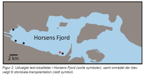 Placering af projektet i Horsens Fjord