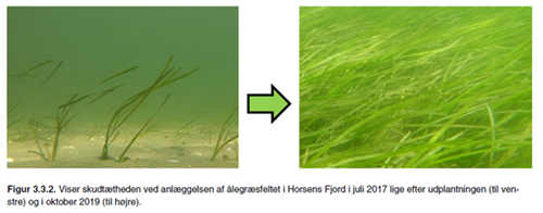 Før og efter ålegræsudplantning