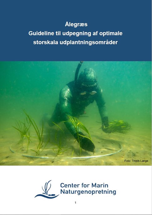 Hvad omfatter naturgenopretning i havet og hvad kan det bruges til?