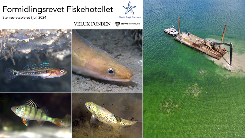Formidlingsrevet Friskehotellet