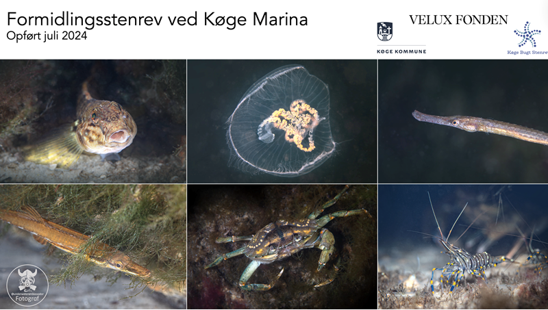 Formidlingsstenrev ved Køge Marina