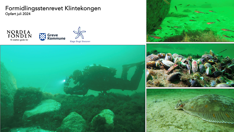 Formidlingsrevet Klintekongen
