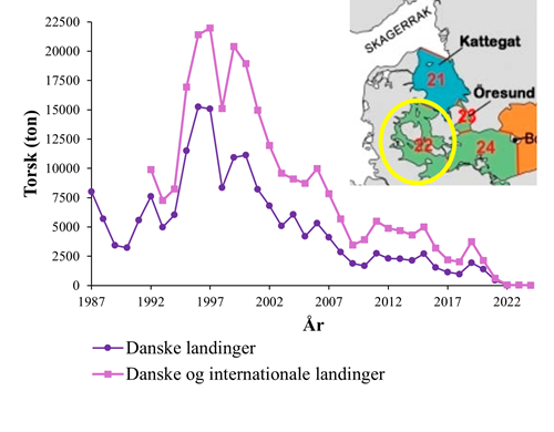 Årlig sum af indberettede danske torskelandinger (mørke lilla) i perioden 1987-2024 (Fiskeristyrelsen, 2026) og årlig sum af indberettede danske og internationale torskelandinger (lyserød) i perioden 1992-2024 (ICES, 2025). Begge dataserier dækker over havområdet, Vestlige Østersø, ICES-område 22, hvoraf Sejerøbugten udgør en mindre del (markeret med gult på kortet).